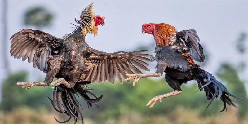 Sân chơi đá gà Mỹ – đấu trường kịch tính cho kê thủ đam mê