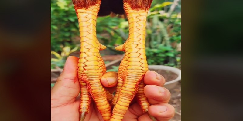 Vảy Đại Giáp là một loại vảy hiếm xuất hiện ở chân gà, có hình dạng to, cứng cáp